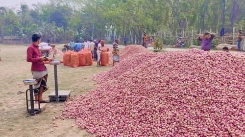 ফরিদপুরে পেঁয়াজের দাম কেজিতে কমলো ২৫ টাকা